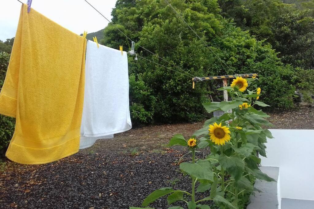 Sunflower Guest House - Madalena - Pico Sao Caetano  Exteriör bild
