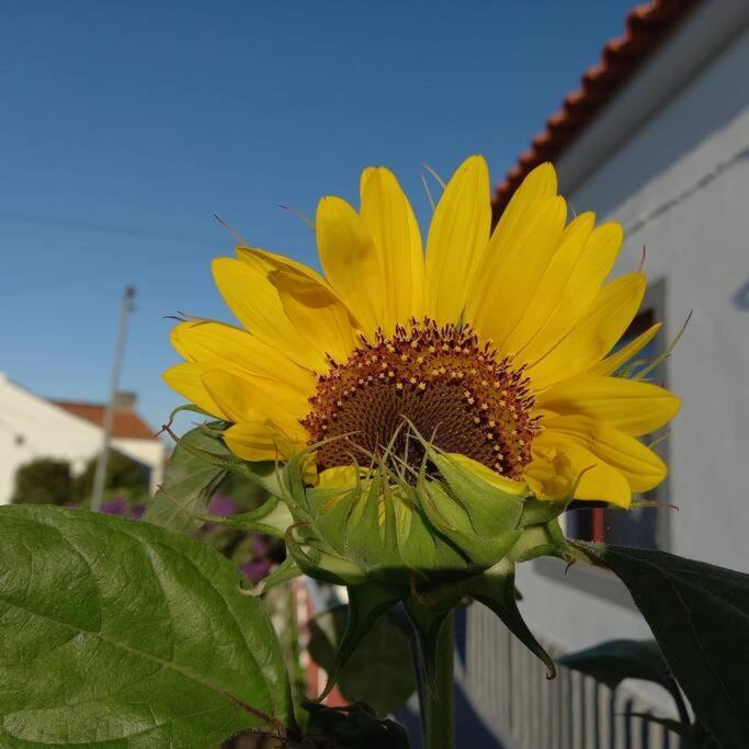 Sunflower Guest House - Madalena - Pico Sao Caetano  Exteriör bild
